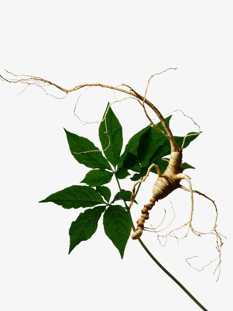 A root of Rare Wild Ginseng surrounded by fresh green leaves.