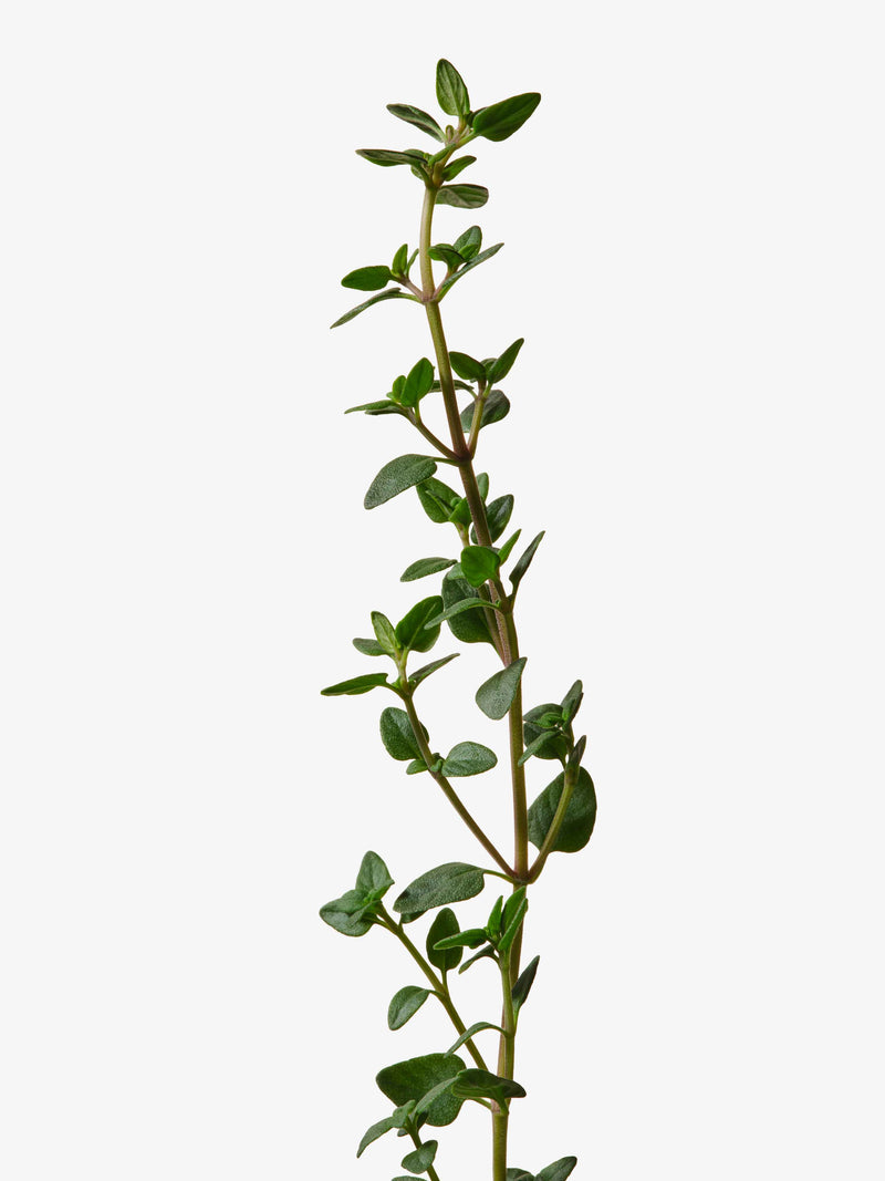 A sprig of fresh green leaves from the Thymus vulgaris plant.