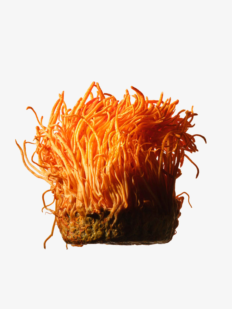 Bright orange and intricate Cordyceps mushroom structures.