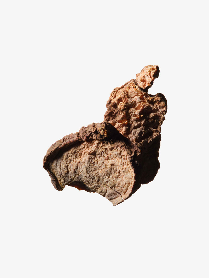 A rugged, brown dried root of Polygonum multiflorum.