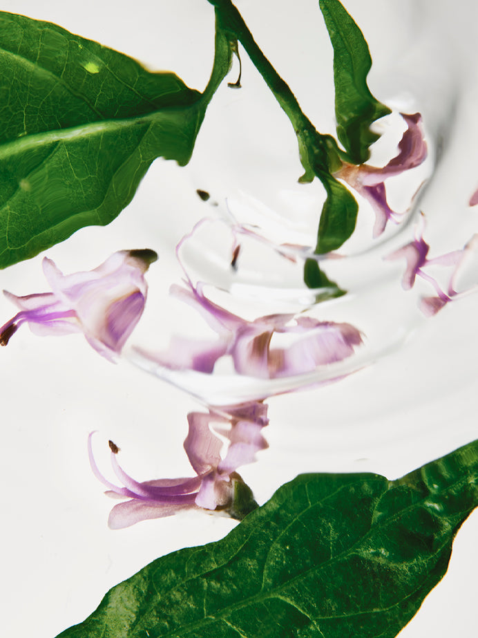 Andrographis paniculata featuring delicate pink-purple flowers and green leaves.