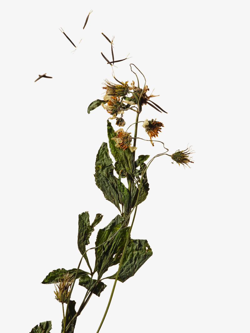 A cluster of yellow flowers and elongated green leaves of Bidens Pilosa.