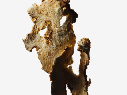 A dried and textured root of Angelica gigas with a rugged surface.