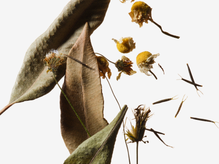 A cluster of yellow flowers and elongated green leaves of Bidens Pilosa.