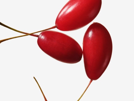 Bright red oval-shaped fruits of Cornus officinalis.