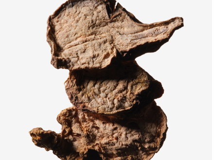 A rugged, brown dried root of Polygonum multiflorum.