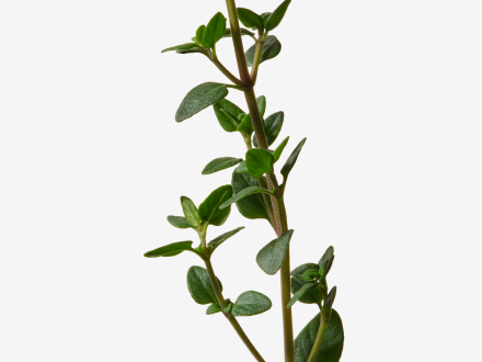 A sprig of fresh green leaves from the Thymus vulgaris plant.