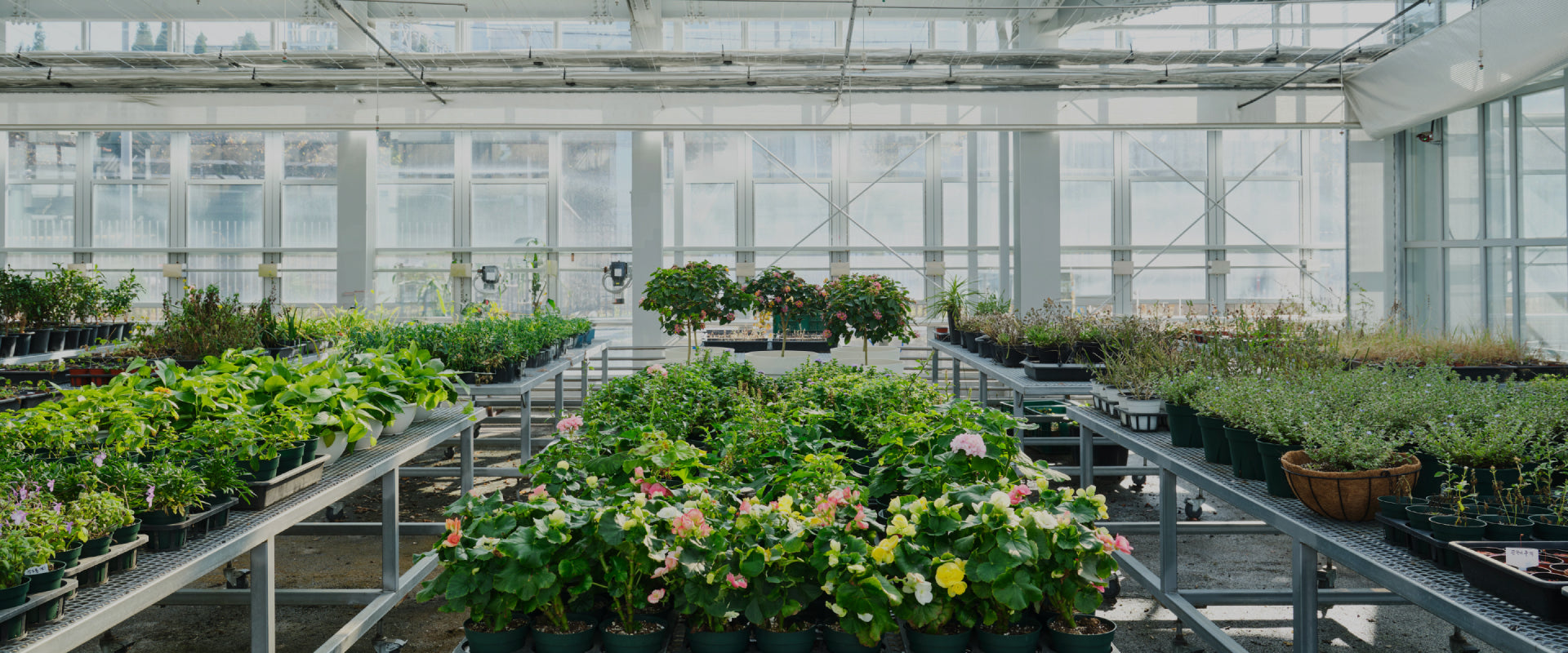 A bright greenhouse filled with rows of vibrant plants and flowers in a controlled environment for botanical research.