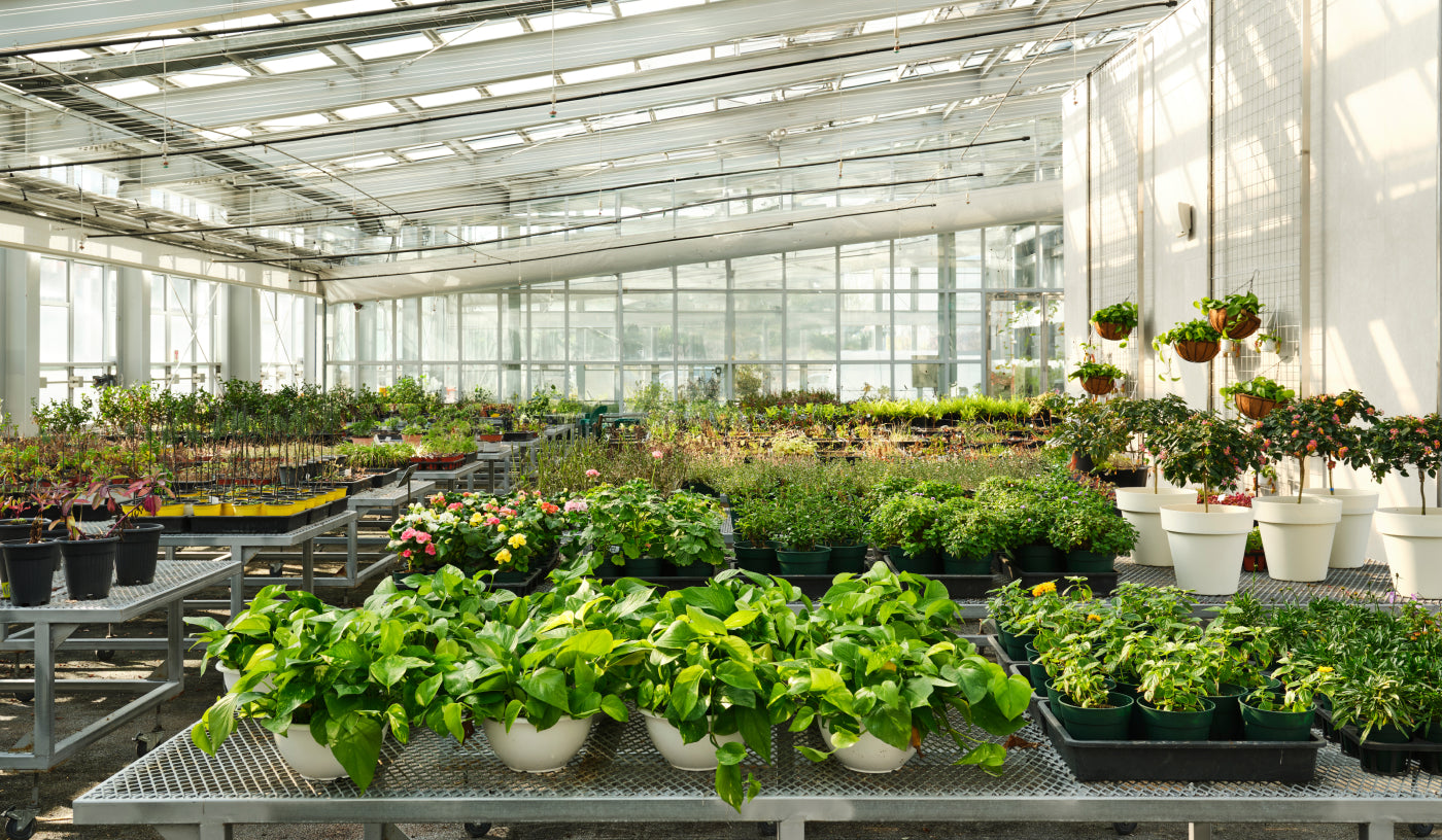 Wide view of colorful blooming flowers and green plants inside THE WHOO's botanical research greenhouse.