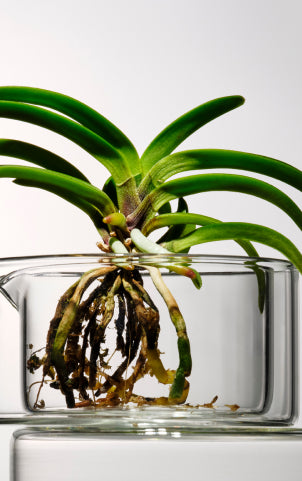 A green plant with visible roots suspended in a glass container filled with water, symbolizing THE WHOO's research on plants.