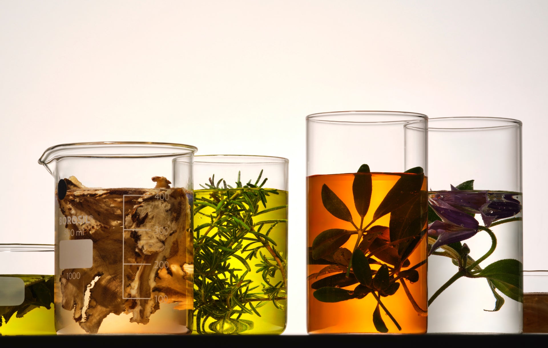 A green plant with visible roots suspended in a glass container filled with water, symbolizing THE WHOO's research on plants.