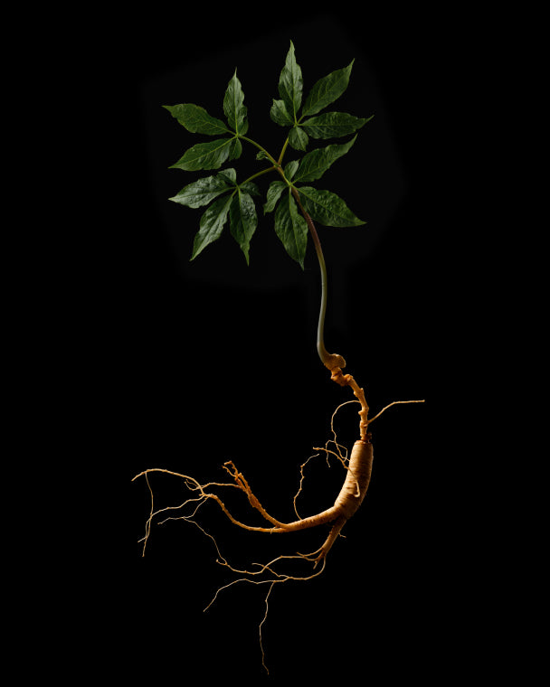 Rare wild ginseng with roots intact against a black background