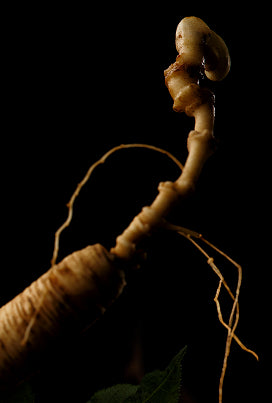 Rare wild ginseng with roots intact against a black background