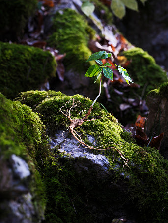 Rare wild ginseng growing in a mossy forest