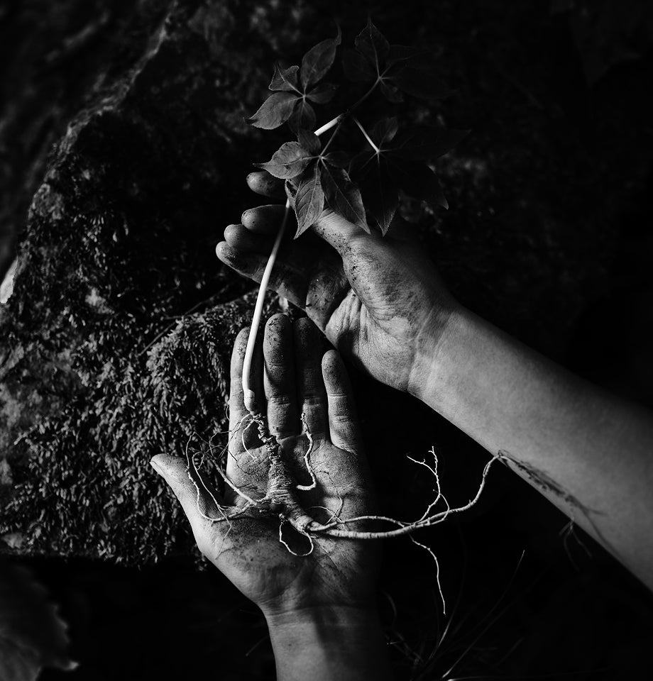 Hands gently holding a piece of rare wild ginseng