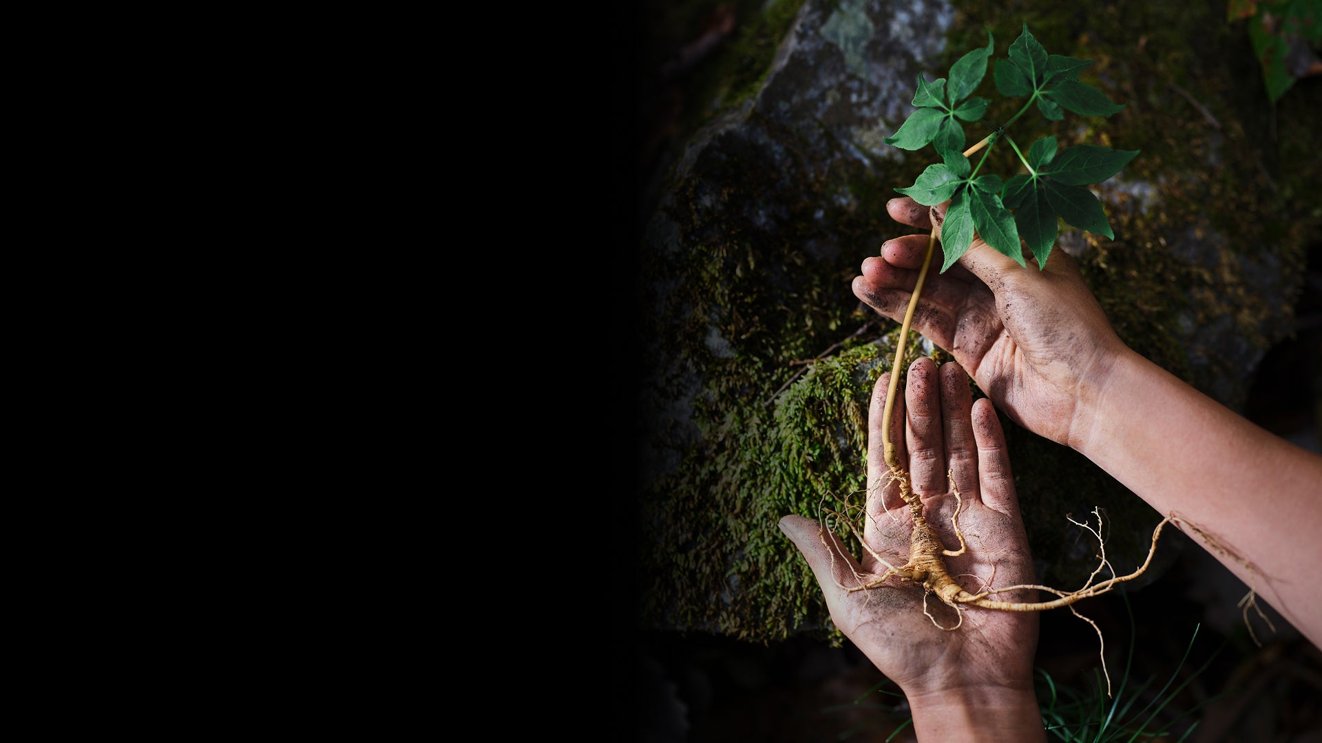 Hands gently holding a piece of Rare Wild Ginseng