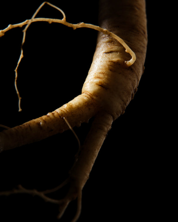 Close-up of Rare Wild Ginseng root in a black background.