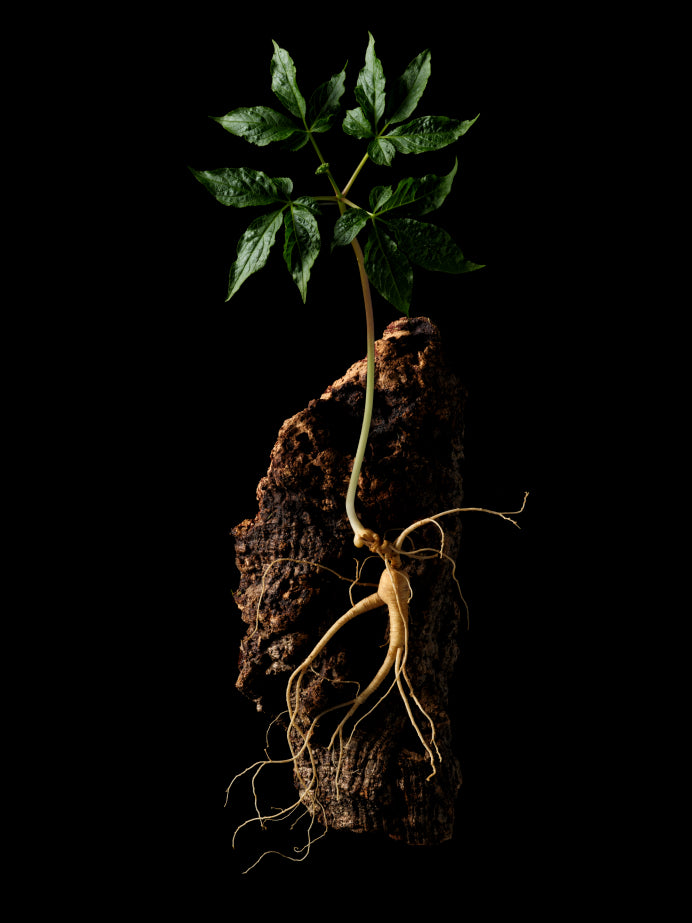 Image of of Rare Wild Ginseng, which helps to promote skin rejuvenation.