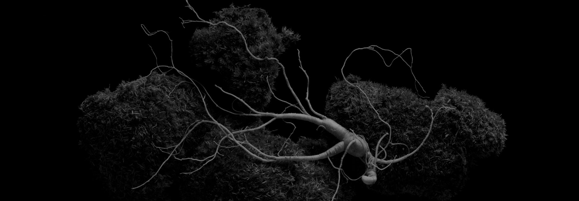 Detailed image of Rare Wild Ginseng, requiring 30 years of growth before harvest.