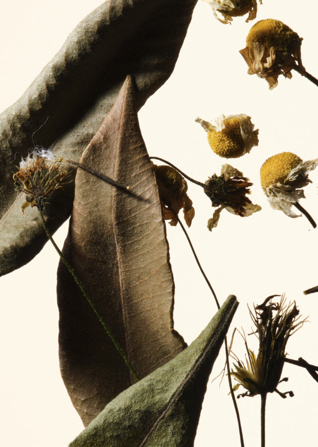 Close-up image of dried herbal leaves and natural ingredients.