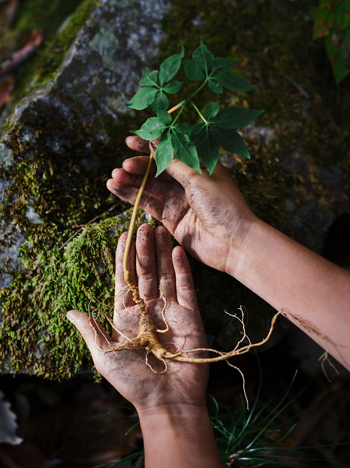 Image of of hands holding Rare Wild Ginseng in a very preciously way.