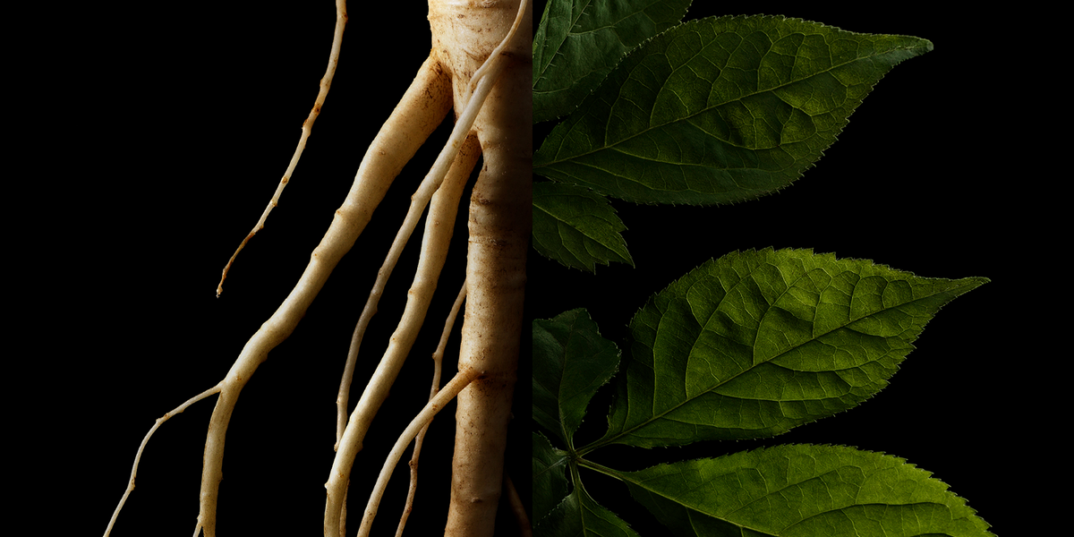 Image of of hands holding Rare Wild Ginseng in a very preciously way.