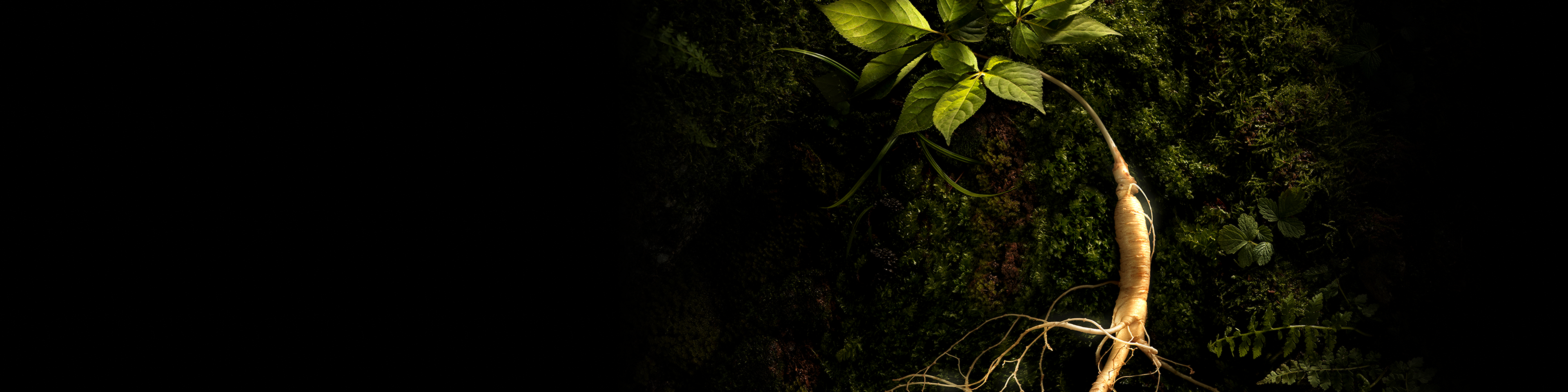 A ginseng root extending out in front of a dark green moss-covered wall. Text reading 'The History of THE WHOO rawed wild ginseng herb Inspired by Korean Heritage Discover' is on the left.